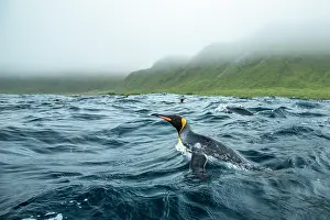 Sphenisciformes Prints: King penguins (Aptenodytes patagonicus) in the water off Macquarie Island