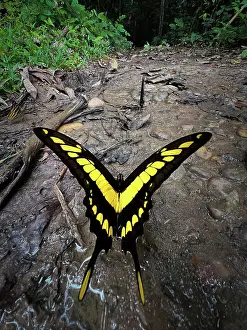 Lepidoptera Prints: King swallowtail (Papilio thoas) portrait