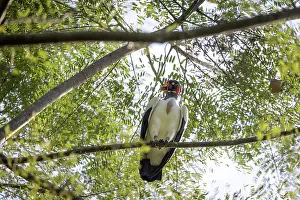 Colombia Prints: King vulture (Sarcoramphus papa) perched on branch, Sierra Nevada de Santa Marta, Colombia