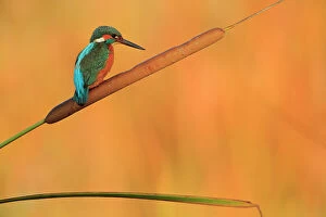 Kingfisher (Alcedo athis) perched on bull rush, Ubrique, Andalusia, Southern Spain