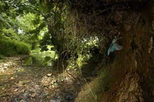 Kingfisher (Alcedo atthias) adult male flying into nest with fish. Halcyon River, England, UK