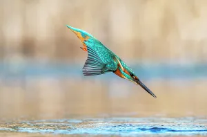 Kingfisher (Alcedo atthis) diving into water to catch fish, Near Bourne, Lincolnshire, England, UK. January