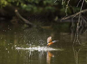 Alcedo Gallery: Kingfisher (Alcedo atthis) female emerging from water with fish, Hampstead Heath, London