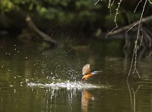 Kingfisher (Alcedo atthis) female emerging from water with fish, Hampstead Heath, London