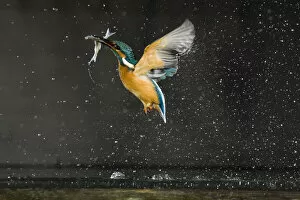 Kingfisher (Alcedo atthis) in flight carrying fish, Balatonfuzfo, Hungary, January 2009