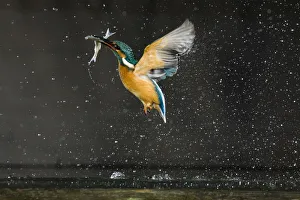 Images Dated 6th January 2009: Kingfisher (Alcedo atthis) in flight carrying fish, Balatonfuzfo, Hungary, January 2009