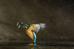 Alcedo Atthis Gallery: Kingfisher (Alcedo atthis) flying out of water carrying fish, Balatonfuzfo, Hungary