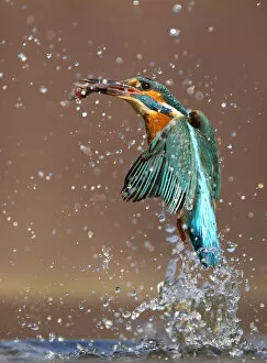 Aqua Blue Gallery: Kingfisher (Alcedo atthis) flying up from water with caught fish, Worcestershire