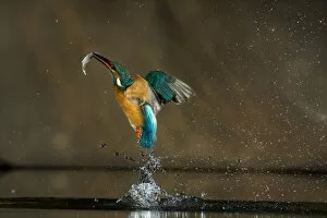 Alcedo Atthis Gallery: Kingfisher (Alcedo atthis) flying out of water with fish, Balatonfuzfo, Hungary