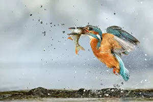 Kingfisher (Alcedo atthis) male, after diving, taking off from water with fish