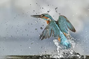 Alcedo Atthis Gallery: Kingfisher (Alcedo atthis) male, after diving, taking off from water, Lorraine, France, July