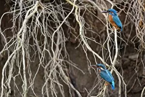 Alcedo Gallery: Kingfisher ( Alcedo atthis) male and female perched on a root when building the nest