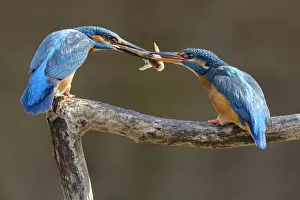 Kingfisher (Alcedo atthis) male passing fish to female, courtship behaviour, Lorraine