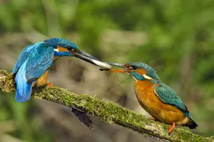 Kingfisher (Alcedo atthis) male passing fish to female spring courtship behaviour