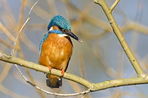 Kingfisher (Alcedo atthis) male perched in tree with mud on beak, Hertfordshire, England