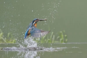 Images Dated 5th July 2016: Kingfisher (Alcedo atthis) male taking off from water after diving for fish, Worcestershire