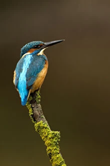 Kingfisher (Alcedo atthis) perched. Worcestershire, UK, October