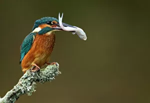 Predation Gallery: Kingfisher (Alcedo atthis) perched with fish in beak. Worcestershire, UK, September