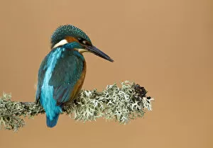 Alcedo Atthis Gallery: Kingfisher (Alcedo atthis) perched with lichen. Worcestershire, UK, March