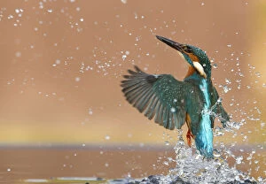 Kingfisher (Alcedo atthis) rising from water after diving for prey. Worcestershire, UK, March