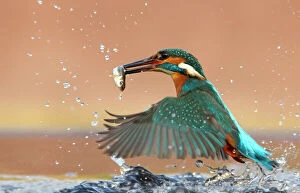 Predation Gallery: Kingfisher (Alcedo atthis) taking off from water with caught fish. Worcestershire, UK, March