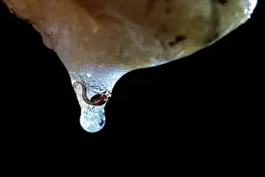 Slimy Prints: Kinugasa flying frog (Zhangixalus arboreus) about to drop from egg mass on leaf into pool below