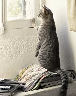 Kitten looking out of window, France