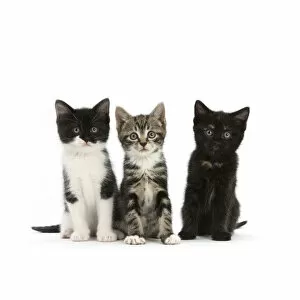 Images Dated 8th July 2010: Three kittens with different black and white markings, sitting together, against