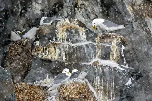Norway Prints: Kittiwake (Rissa tridactyla) breeding colony sheltering on cliffs during snowfall