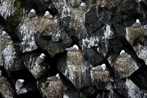 Seagulls Prints: Kittiwake (Rissa tridactyla) colony nesting on rocks, Iceland. June