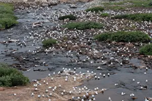 Seagulls Prints: Kittiwake (Rissa tridactyla) colony resting on rocks alongside dead birds killed by avian influenza