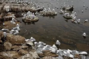 Seagulls Prints: Kittiwake (Rissa tridactyla) colony on rocks along the shore alongside dead birds killed by avian influenza
