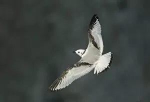 Images Dated 3rd August 2011: Kittiwake (Rissa tridactyla) in flight, juvenile. Bempton, Yorkshire, UK, August