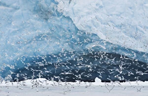 The Magic Moment Gallery: Kittiwake (Rissa tridactyla) flock feeding in from of the Monaco Glacier, Leifdefjord