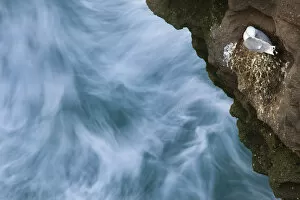 Kittiwake (Rissa tridactyla) on nest built on cliff, with long exposure of sea below