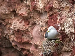 Seagulls Prints: Kittiwake (Rissa tridactyla) nesting on the old bricks of Dunbar Castle
