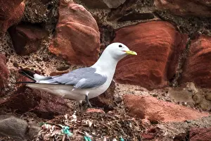 Seagulls Prints: Kittiwake (Rissa tridactyla) perched on the old bricks of Dunbar Castle