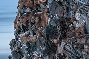 Seagulls Prints: Kittiwakes (Rissa tridactyla) breeding colony on cliffs