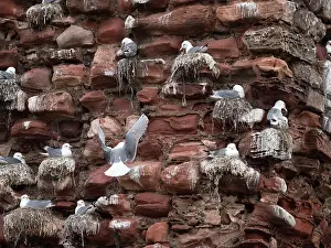 Seagulls Prints: Kittiwakes (Rissa tridactyla) nesting colony on the old bricks of Dunbar Castle