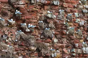 Seagulls Prints: Kittiwakes (Rissa tridactyla) nesting colony on ruins of castle wall