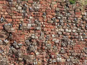 Seagulls Prints: Kittiwakes (Rissa tridactyla) nesting colony on ruins of castle wall