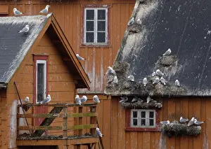 Seagulls Prints: Kittiwakes (Rissa tridactyla) nesting on a house, Vardo, Norway. July