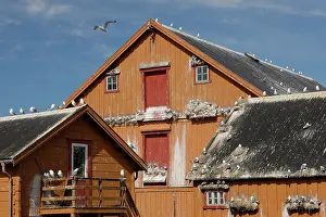 Seagulls Prints: Kittiwakes (Rissa tridactyla) nesting on a house, Vardo, Norway. July