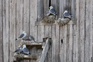 Seagulls Prints: Kittiwakes (Rissa tridactyla) nesting on an old wooden house in the city