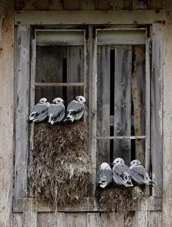 Seagulls Prints: Kittiwakes (Rissa tridactyla) nesting on a window in the city, Kiberg, Norway. July