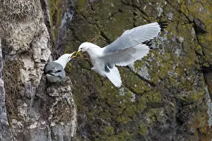 Kittiwakes (Rissa tridactyla) pair nest building on cliff, St. Abb's Head National Nature Reserve, Berwickshire, Scotland, UK. May