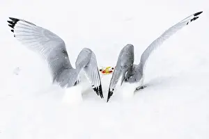 Nordic Countries Prints: Two Kittiwakes (Rissa tridactylus) fighting for nesting space and dominance in the snow