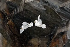 Rival Prints: Two Kittiwakes (Rissa tridactylus) in flight fighting for nesting space and dominance