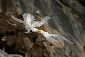 Rival Prints: Two Kittiwakes (Rissa tridactylus) in flight fighting for nesting space and dominance