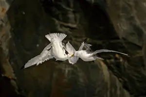 Rival Prints: Two Kittiwakes (Rissa tridactylus) in flight fighting for nesting space and dominance
